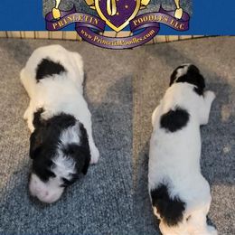 Poodle Puppies from Princetin Poodles