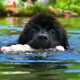 Newfoundlands from EvenKeel Newfoundlands