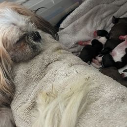 Shih Tzu Puppies from Holy City Shih Tzu