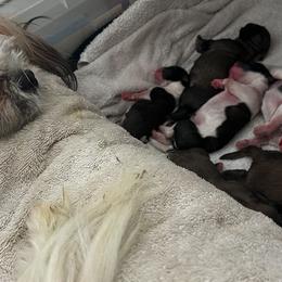Shih Tzu Puppies from Holy City Shih Tzu