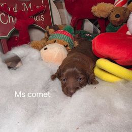 Ms. Comet price 2,250 - Chocolate female Dachshund puppy in Bristol, Tennessee from It's Mini Wieners Baby