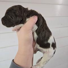 Jellybean - female Newfypoo puppy in Mckenzie, Tennessee from Small Town Doodles & Poodles