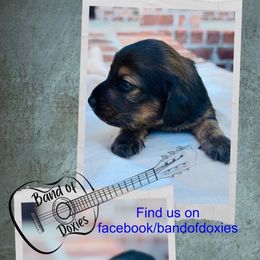 Boy, AKC, shaded red - Red male Dachshund puppy in Carriere, Mississippi from Band Of Doxies