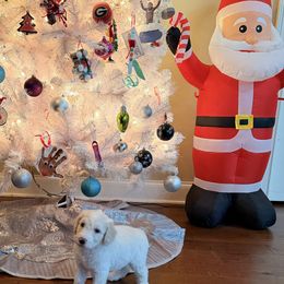 Casper - Cream male Aussiedoodle puppy in Lavonia, Georgia from H & A Kennels