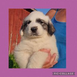 Purple collar - White and badger female Great Pyrenees puppy in Mikado, Michigan from Brittain Family Farm