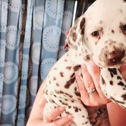 Boy 7 - Dalmatian puppy in Westfield, Massachusetts from Adopt A Spot New England