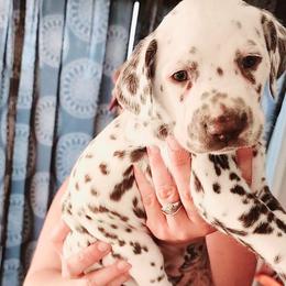 Boy 7 - Dalmatian puppy in Westfield, Massachusetts from Adopt A Spot New England