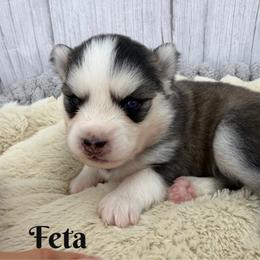 Feta - Black and white female Pomsky puppy in Eastman, Georgia from Once Upon A Pomsky