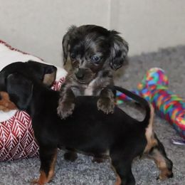Dachshund and Pug Puppies from Wiggle'n V Ranch