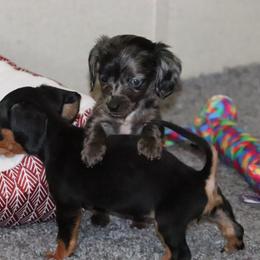 Dachshund and Pug Puppies from Wiggle'n V Ranch