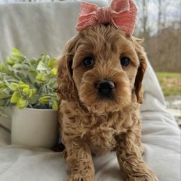 Addie - Buff female Cockapoo puppy in Lucas, Ohio from Willow Lane Puppy