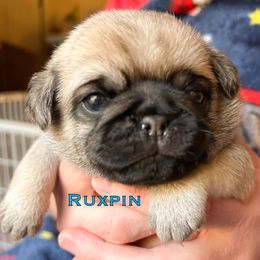 Ruxpin (only boy) - Fawn male Pug puppy in Morgantown, West Virginia from Groovy Pugs