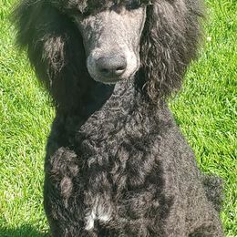 Poodles from T & T travels