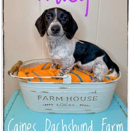 Tracy - Piebald female Dachshund puppy in Cincinnati, Ohio from Caines Dachshund Farm