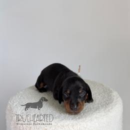 Chandler - Black and tan male Dachshund puppy in Royse City, Texas from Truehearted Miniature Dachshunds