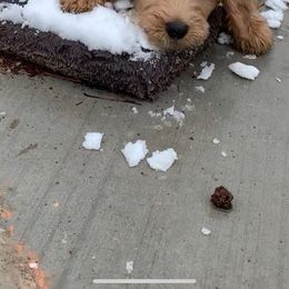 Goldendoodle Puppies from Golden Rule Doodles