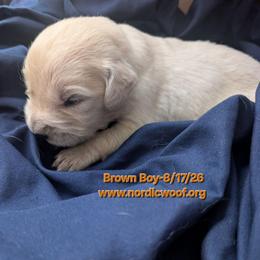 Brown Boy - Light golden male Golden Retriever puppy in Peoria, Arizona from Nordic Woof's Golden Retrievers