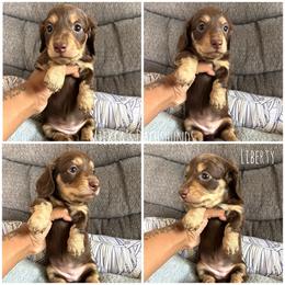 Liberty - Chocolate and cream female Dachshund puppy in Orem, Utah from Miekca’s Dachshunds