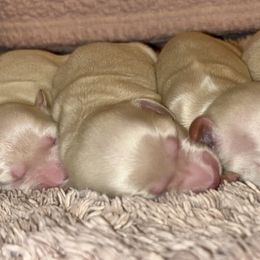 Dachshund Puppies from Whitesboro Dachshund