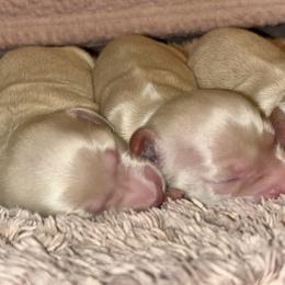 Dachshund Puppies from Whitesboro Dachshund