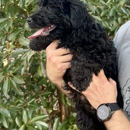 Beau - Black and white male Aussiedoodle puppy in Stokesdale, North Carolina from His and Hers Poodles and Doodles