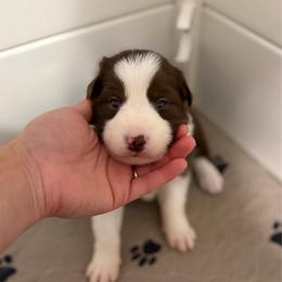 Blue - Red female Border Collie puppy in Kalispell, Montana from North Fork Border Collies