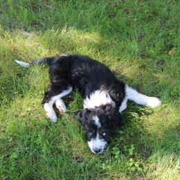 Benjamin Franklin - Black and white male Assorted Doodle Crosses puppy in Bagley, Minnesota from Soni Morgan