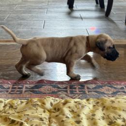 Great Dane Puppies from Alpine Great Danes