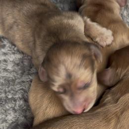 Cream dapple - Dapple male Dachshund puppy in Crestview, Florida from Neverending Dachies