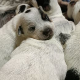 Australian Cattle Dog Puppies from Kurczak Farm LLC