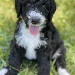 Bernedoodle Puppies from Creekside Doodles