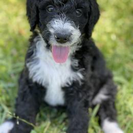Bernedoodle Puppies from Creekside Doodles