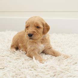 Ed - Grey collar - Apricot male Goldendoodle puppy in Arlington, Washington from Anderson Goldendoodles