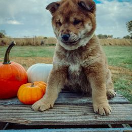 Shiba Inu Puppies from Rustic Country Shibas