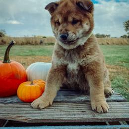 Shiba Inu Puppies from Rustic Country Shibas