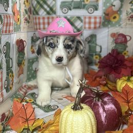 Tinkerbell (2600) - White merle female American Corgi puppy in Valley, Washington from Corgis of the Mountain Valley