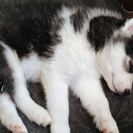 Siberian Husky Puppies from I'm not an official breeder just adopting out a pack