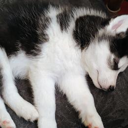 Siberian Husky Puppies from I'm not an official breeder just adopting out a pack