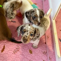Grasshopper - Dapple male Dachshund puppy in Lebanon, Tennessee from Thomas Dachshunds