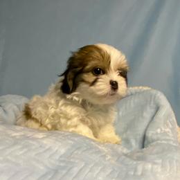 Hope boy 3 - Brindle and white male Shihpoo puppy in Zeigler, Illinois from Dandy Little  Shih Tzu, Shih Poo's and Toy Poodles