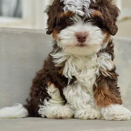 Bernedoodle, Goldendoodle, Poodle, and Sheepadoodle Puppies from Dapper Doodles