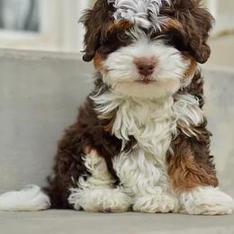 Bernedoodle, Goldendoodle, Poodle, and Sheepadoodle Puppies from Dapper Doodles