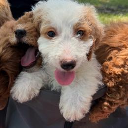 Willy (BrownBlack Collar) - Parti male Goldendoodle puppy in Valley Center, Kansas from The Goldendoodle Gal