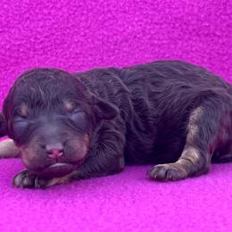 Snickerdoodle - Phantom female Poodle puppy in Overbrook, Kansas from Hidden Springs Poodles LLC