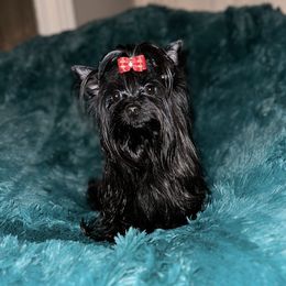 Java - Yorkshire Terrier