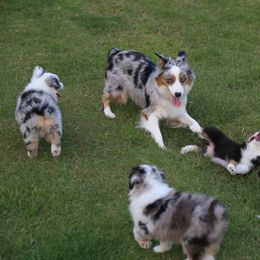 Miniature Australian Shepherd Puppies from Ridgestar Aussies