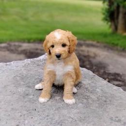 Rolo - Cream male Australian Labradoodle puppy in Harrisonburg, Virginia from Crown Doodles