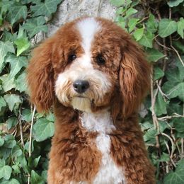 Jubilee - Poodle