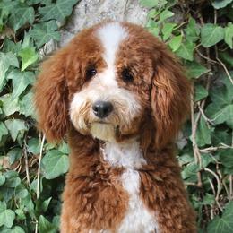 Jubilee - Poodle