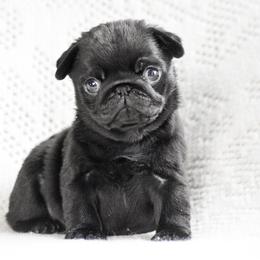 Monroe - Black female Pug puppy in Caldwell, Ohio from Folklore Kennel